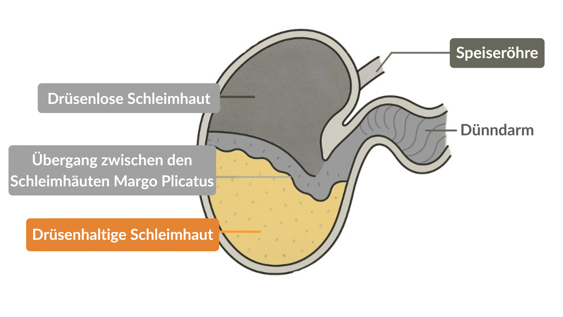 Schema Magen Pferd